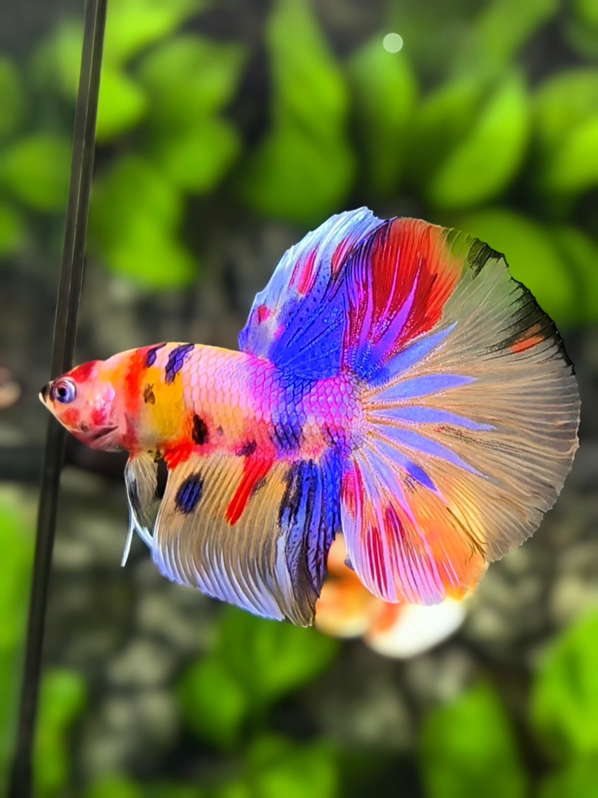 Yellowbase Multicolor Candy Halfmoon Betta Fish Male