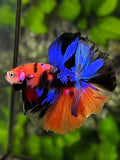 Multicolor Galaxy Rosetail Halfmoon Betta Fish Male