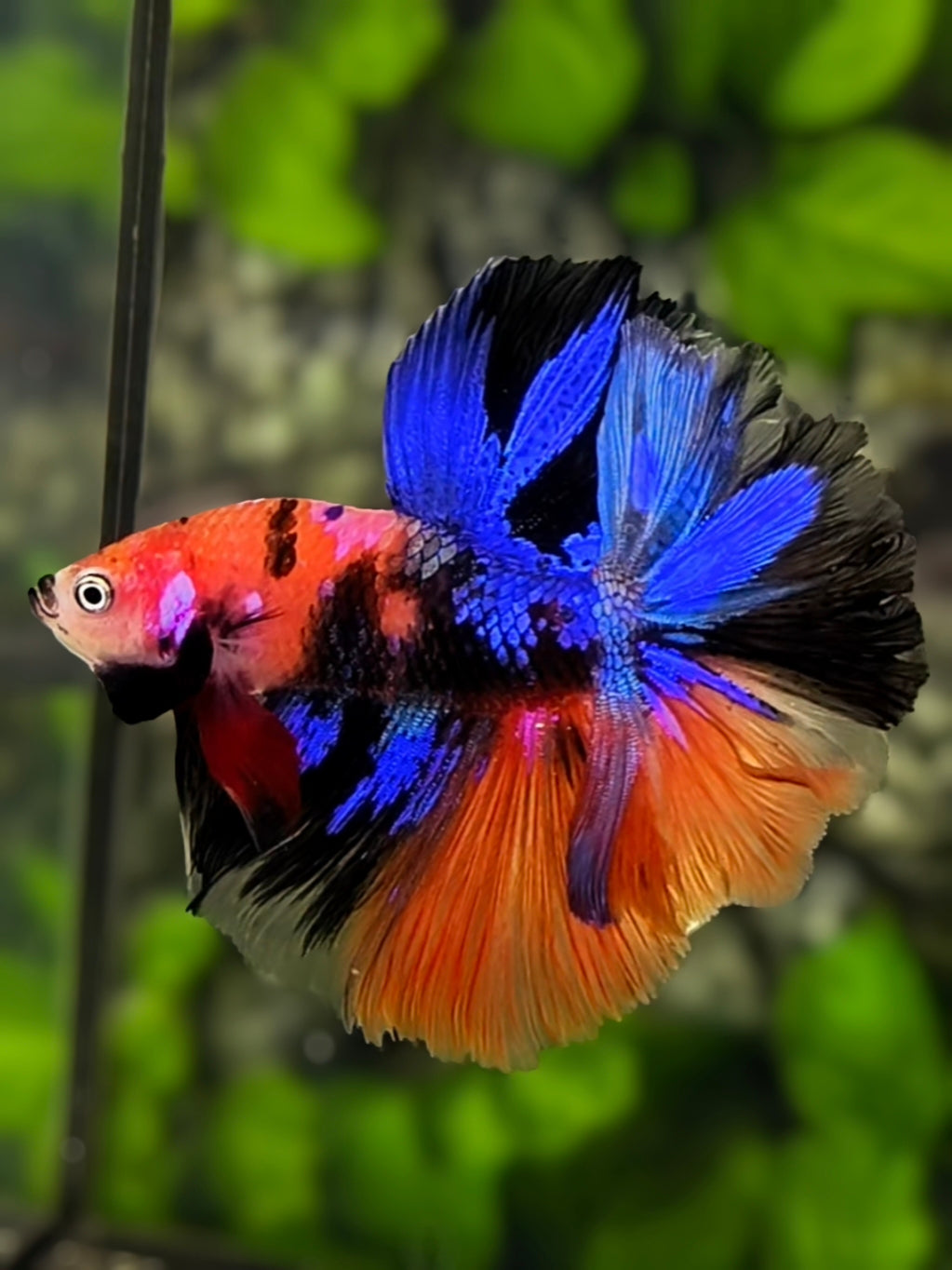 Multicolor Galaxy Rosetail Halfmoon Betta Fish Male