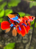 Juvenile Multicolor Galaxy Halfmoon Betta Fish Male