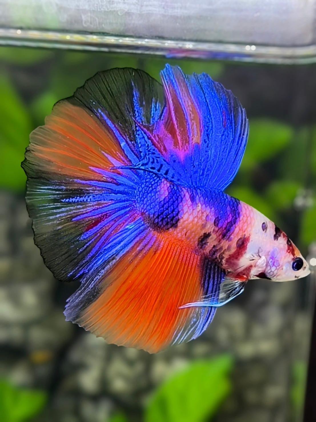 Multicolor Candy Halfmoon Betta Fish Male