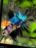 Black Lips Black Koi Galaxy Halfmoon Betta Fish Male