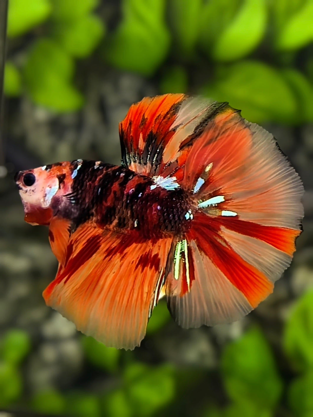 Black Lips Tiger Black Leopard Halfmoon Betta Fish Male