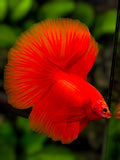 Solid Super Red Halfmoon Betta Fish Male