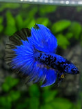 Avatar Blackstar Blue Halfmoon Betta Fish Male