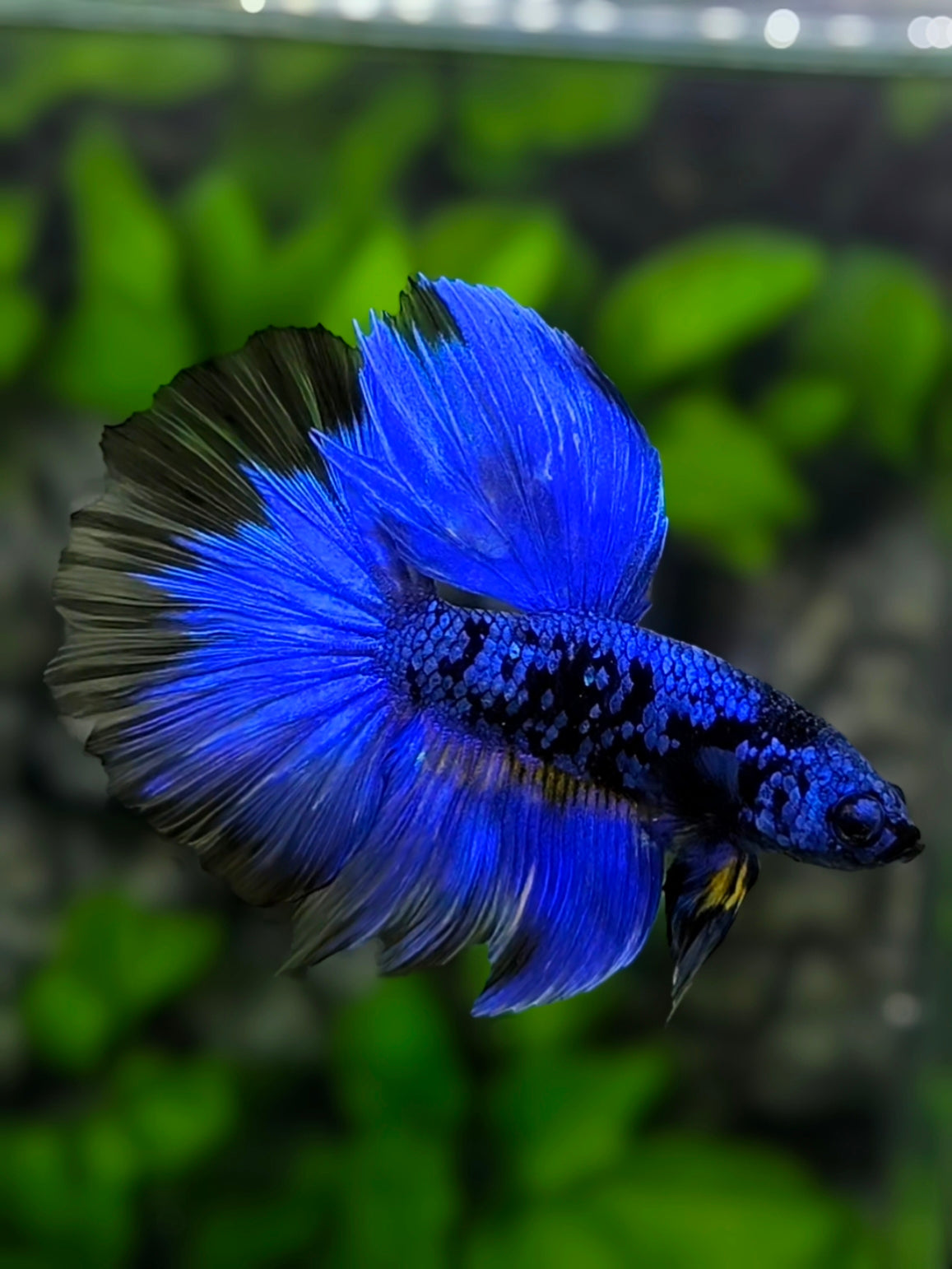 Avatar Blackstar Blue Halfmoon Betta Fish Male