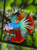 Multicolor Halfmoon Betta Fish Male