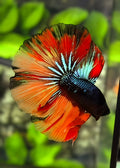 Black Variation Nemo Halfmoon Betta Fish Male