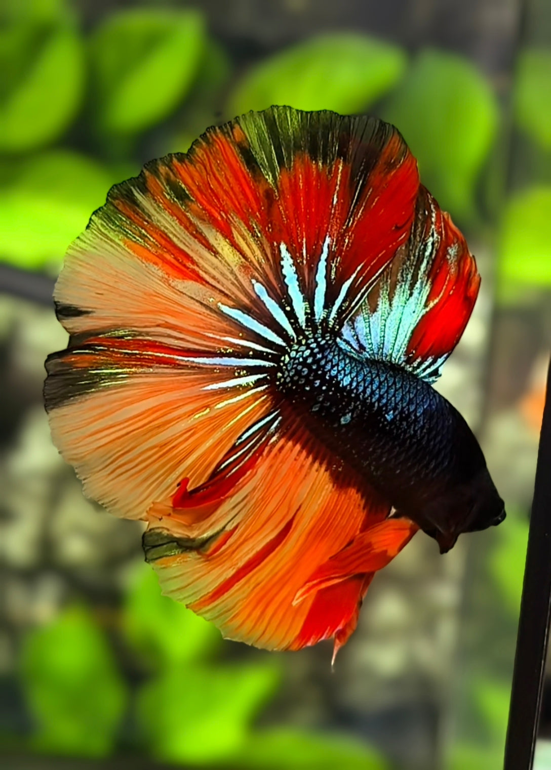 Black Variation Nemo Halfmoon Betta Fish Male