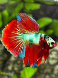 Fancy Halfmoon Betta Fish Male