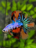 Rosetail Multicolor Candy Halfmoon Betta Fish Male