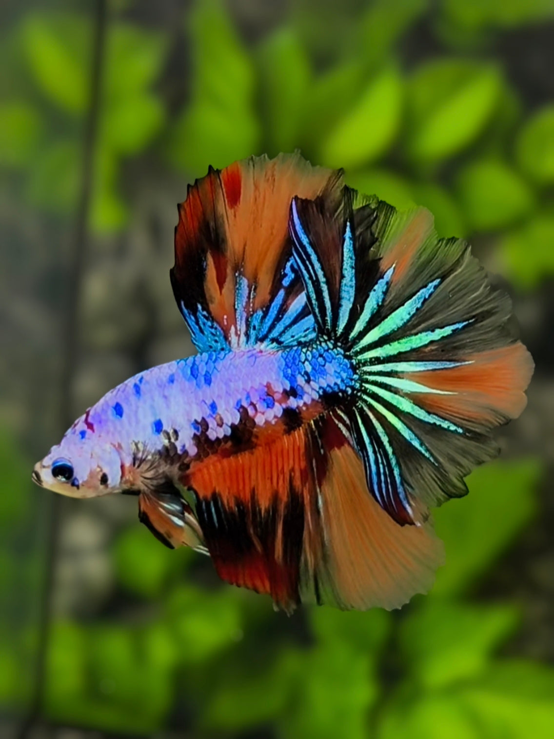 Rosetail Multicolor Candy Halfmoon Betta Fish Male