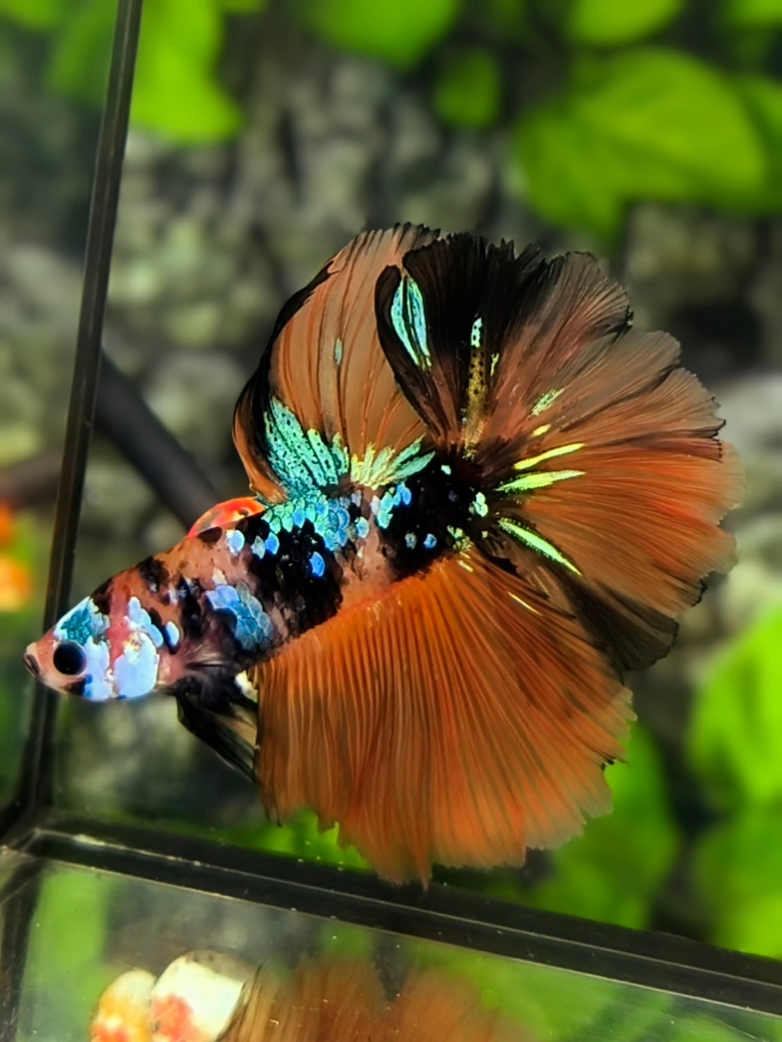 Rosetail Orange Koi Tiger Galaxy Halfmoon Betta Fish Male