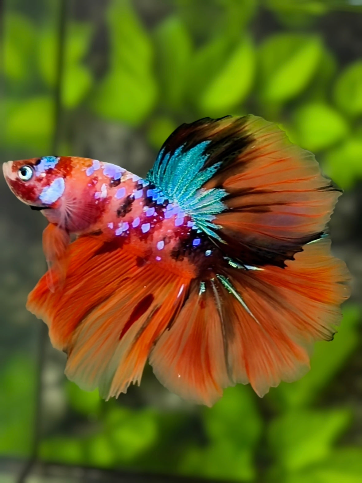 Rosetail Orange Koi Galaxy Halfmoon Betta Fish Male