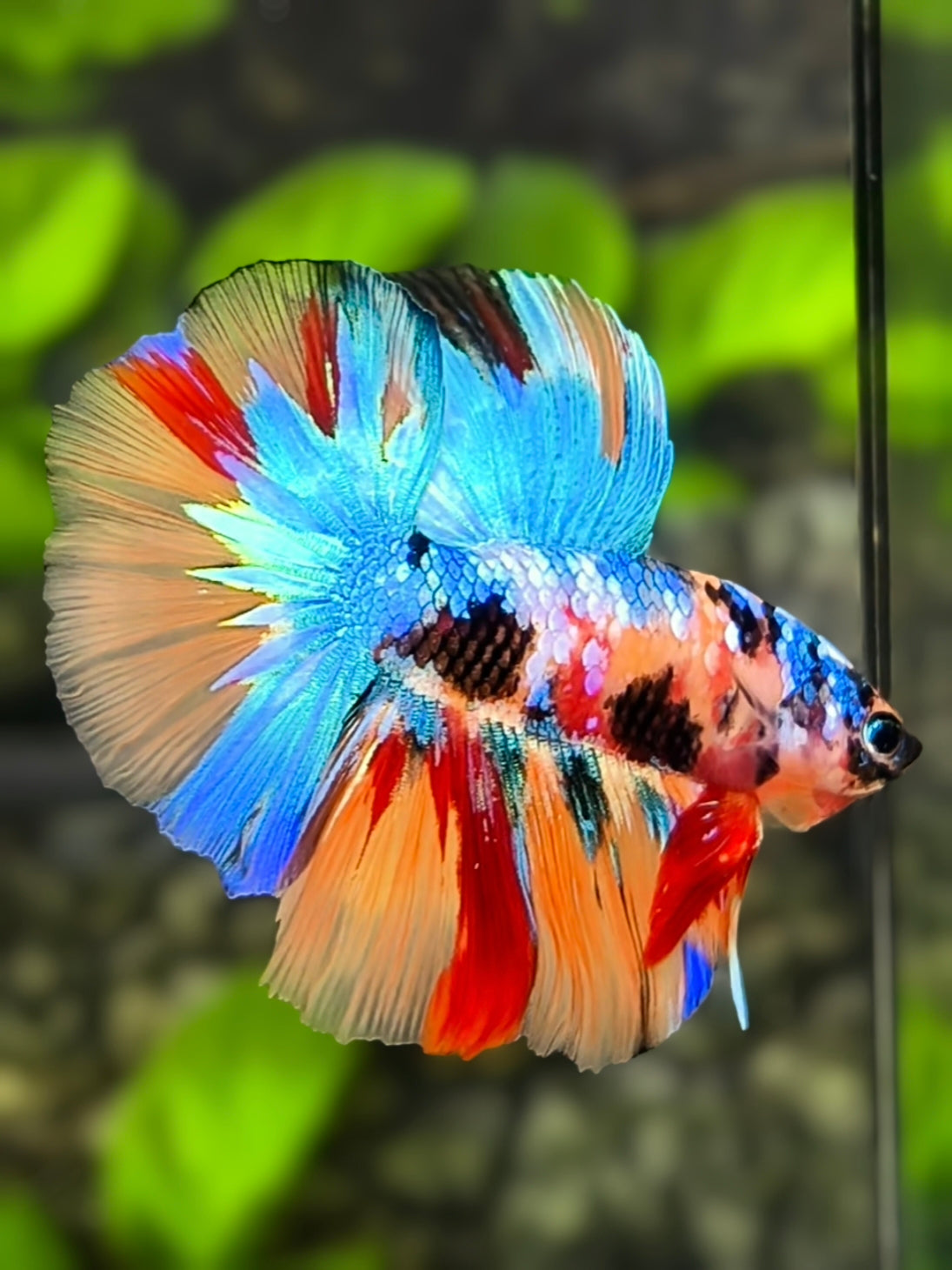 Multicolor Galaxy Halfmoon Betta Fish Male