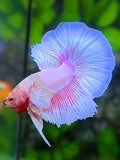 Dumbo Ears Pink Unicorn Halfmoon Betta Fish Male