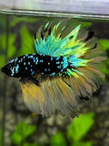 King Rosetail Blackstar Avatar Goku Halfmoon Betta Fish Male