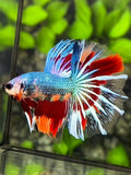 Multicolor Halfmoon Betta Fish Male