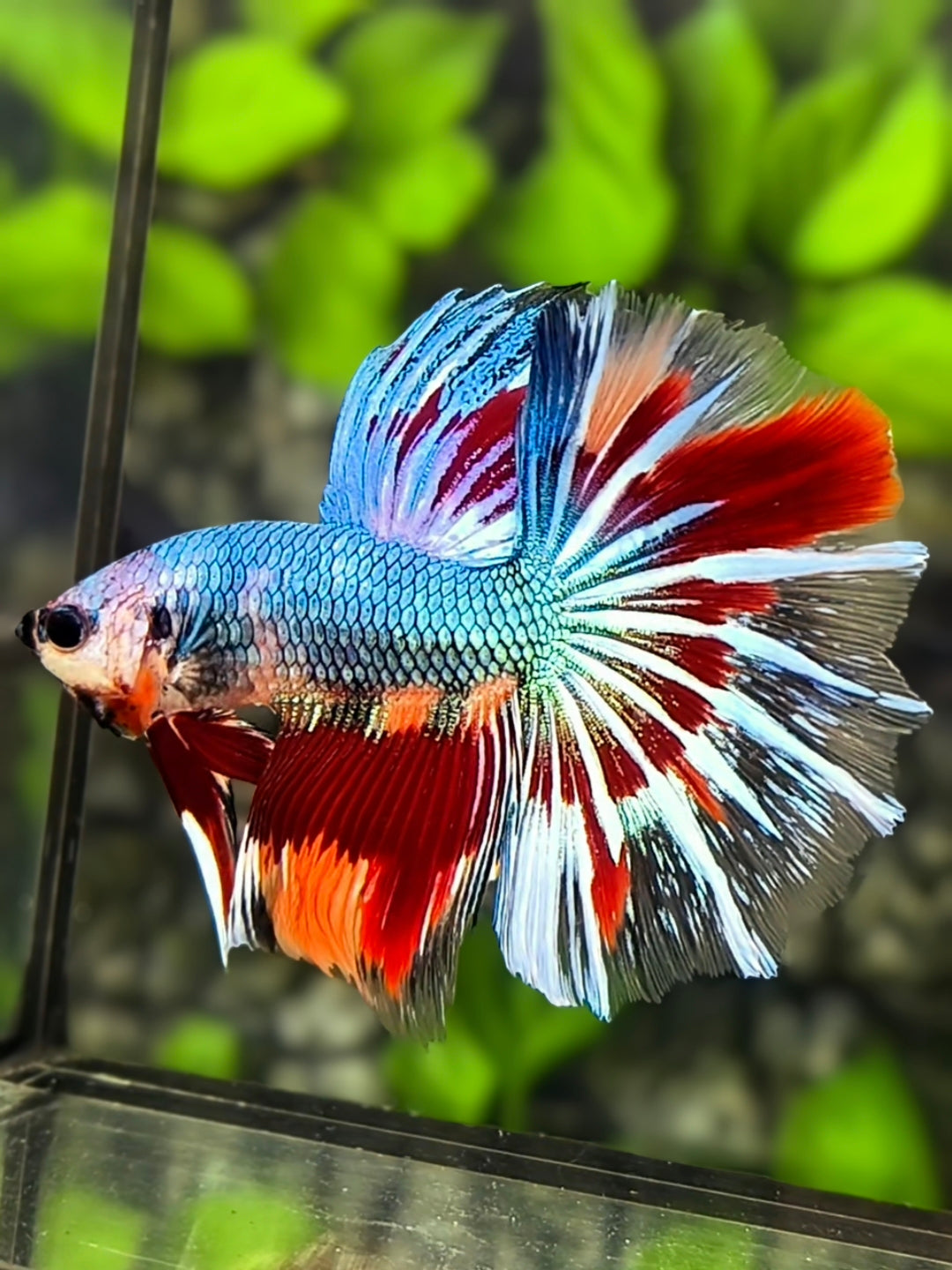 Multicolor Halfmoon Betta Fish Male
