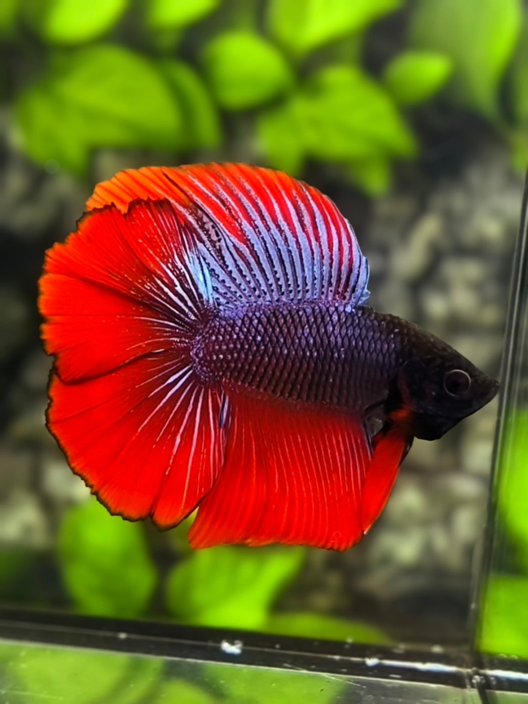 Purple Red Blackhead Doubletail Halfmoon Betta Fish Male