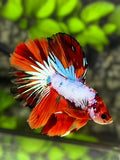Multicolor Nemo Candy Halfmoon Betta Fish Male