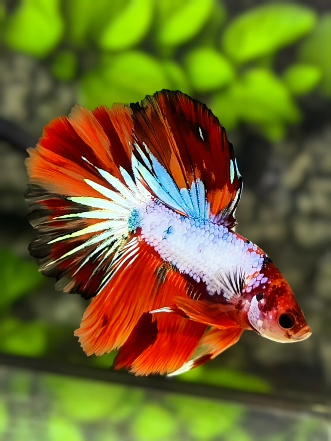 Multicolor Nemo Candy Halfmoon Betta Fish Male