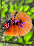 Multicolor Orange Candy Purple Galaxy Halfmoon Betta Fish Male