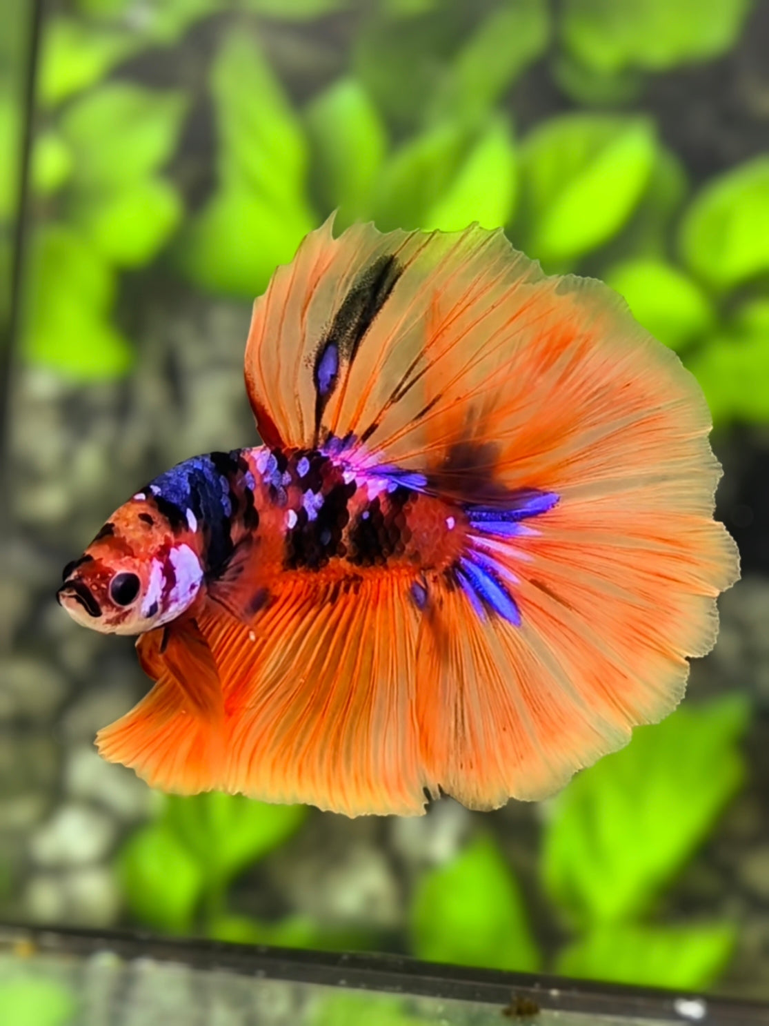 Multicolor Orange Candy Purple Galaxy Halfmoon Betta Fish Male