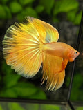 Solid Super Gold 24K Halfmoon Betta Fish Male