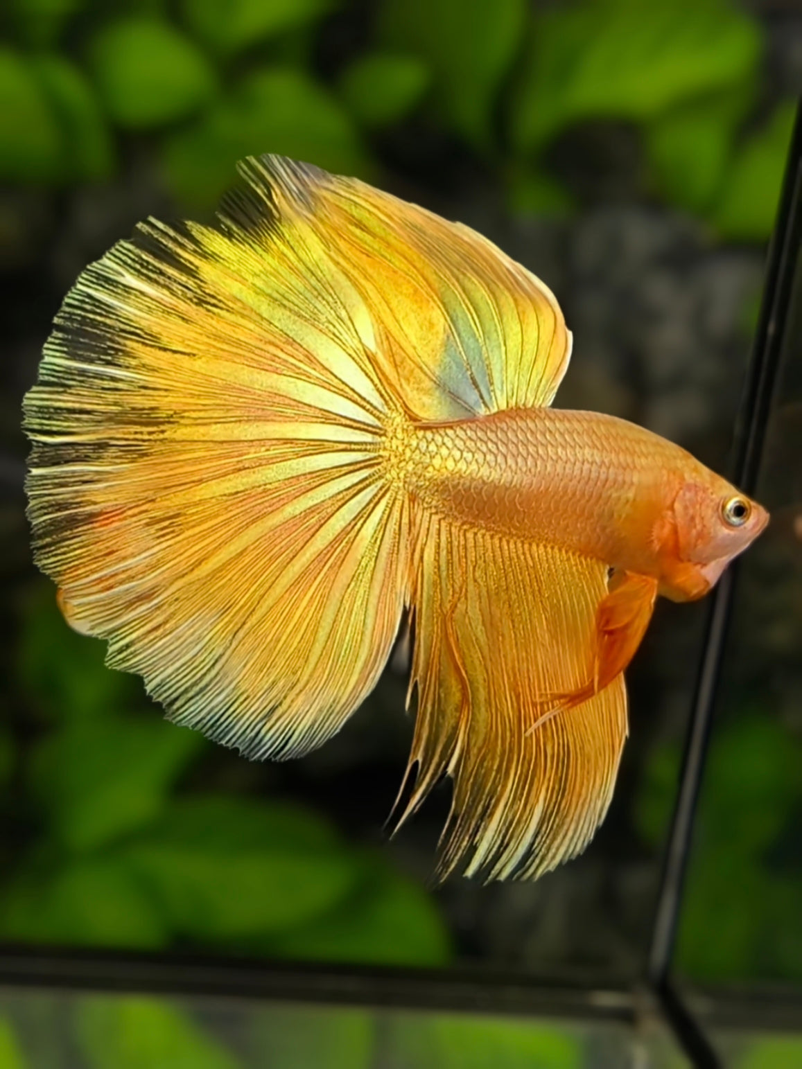 Solid Super Gold 24K Halfmoon Betta Fish Male