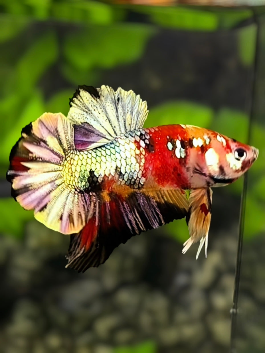 Koi Nemo Copper Galaxy HMPK Betta Fish Male #RKC
