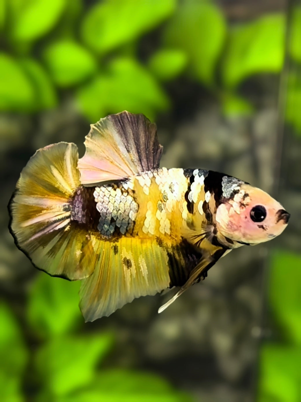 Black Lips Yellow Koi Copper Galaxy HMPK Betta Fish Male #YKG