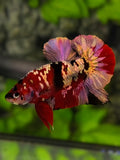 Red Koi Copper Gold Galaxy Over HMPK Betta Fish Male #RKC