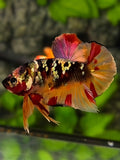 Nemo Koi Copper Galaxy HMPK Betta Fish Male #RKC