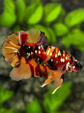 Nemo Koi Copper Galaxy HMPK Betta Fish Male #RKC
