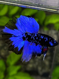 Avatar Blackstar Blue Rosetail Halfmoon Betta Fish Male