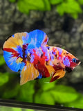 Multicolor Galaxy Over HMPK Betta Fish Male
