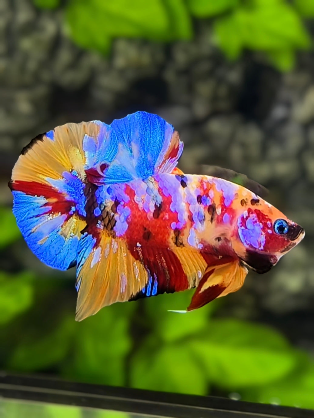Multicolor Galaxy Over HMPK Betta Fish Male