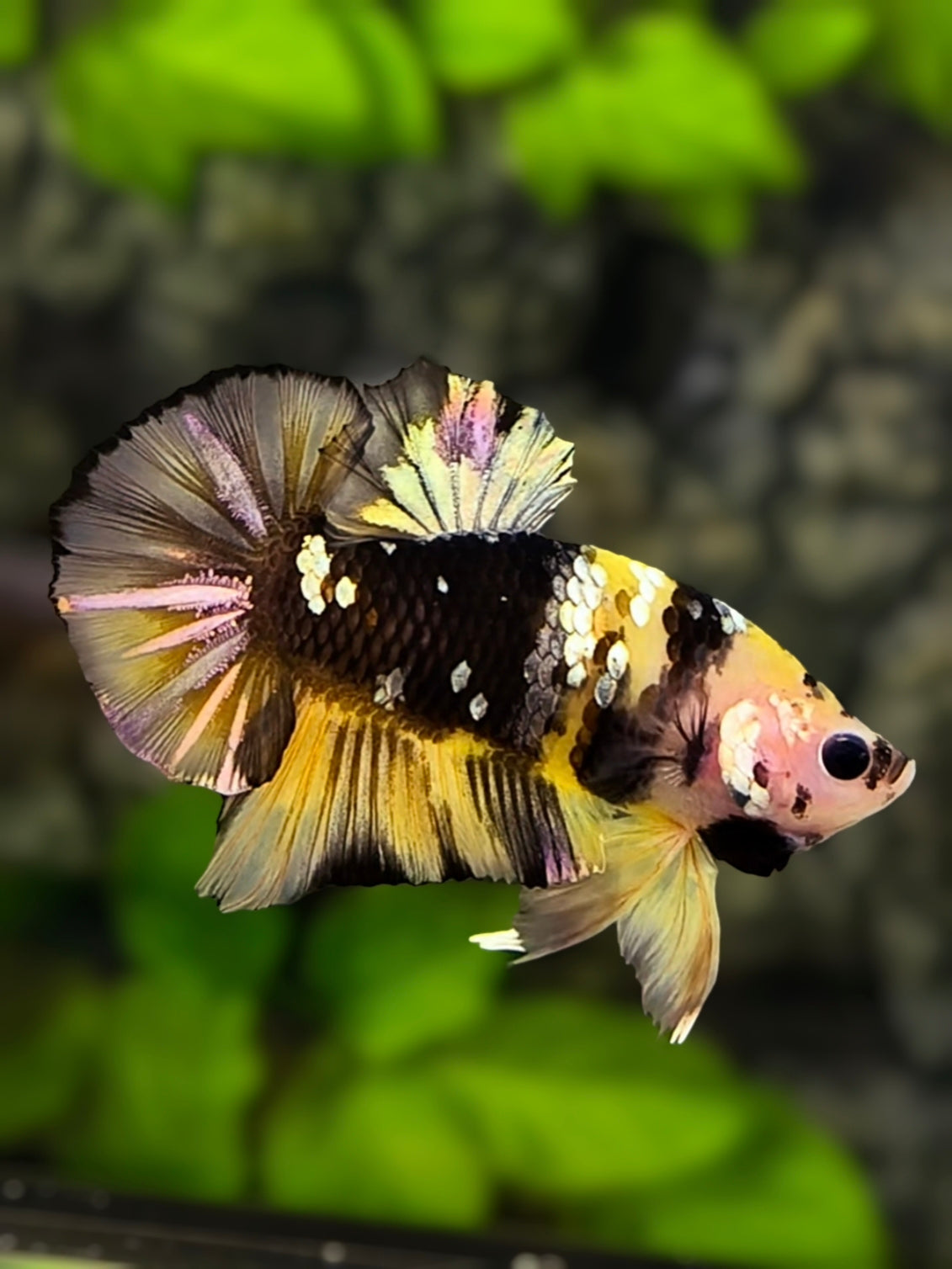 Yellow Black Koi Copper Galaxy HMPK Betta Fish Male #YKG