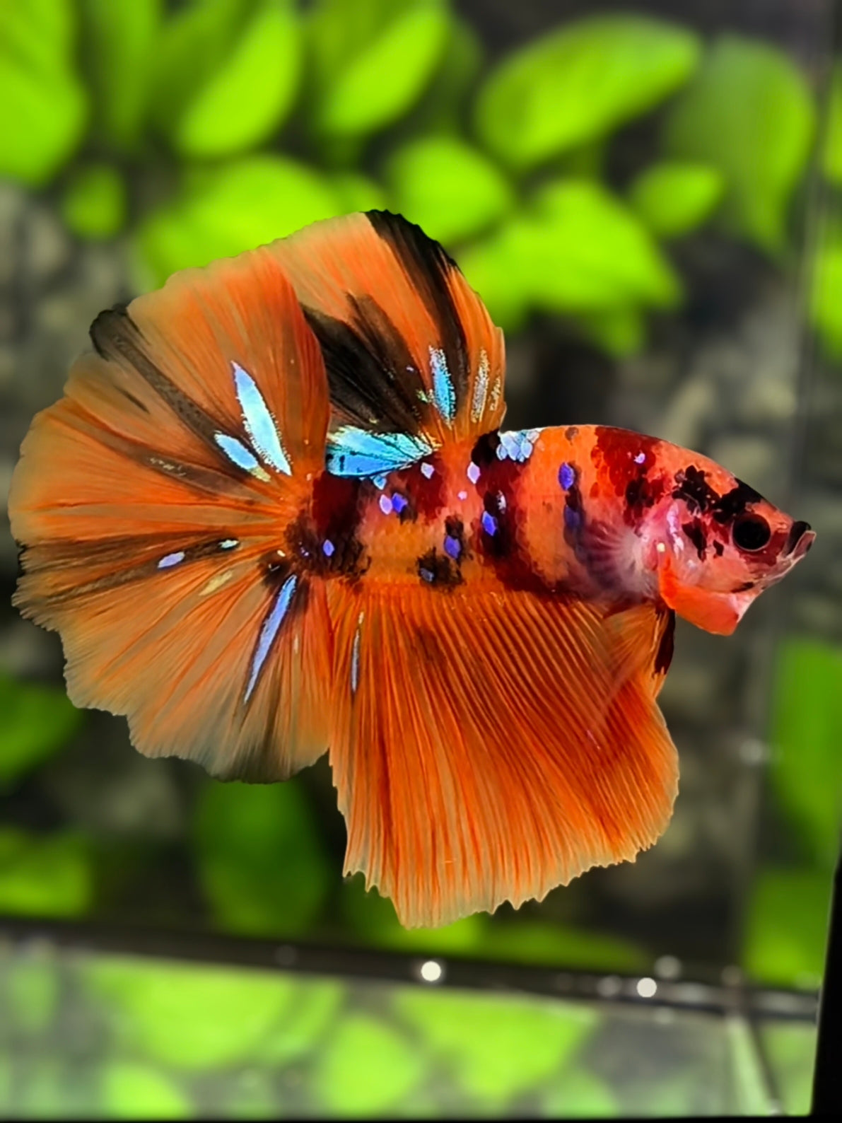 Orange Koi Galaxy Halfmoon Betta Fish Male