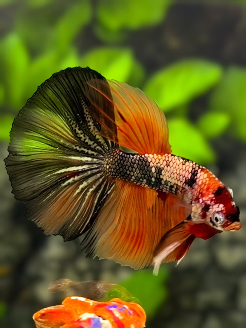 Orange Copper Candy Halfmoon Betta Fish Male