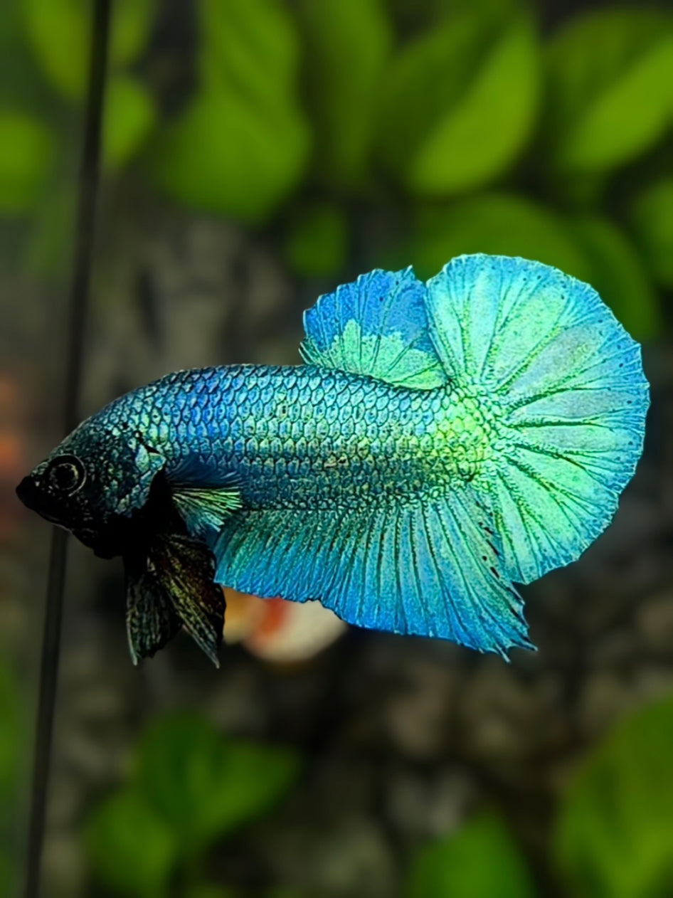 Solid Turquoise Green HMPK Betta Fish Male