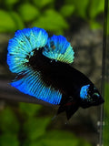 Turquoise Black Light HMPK Betta Fish Male