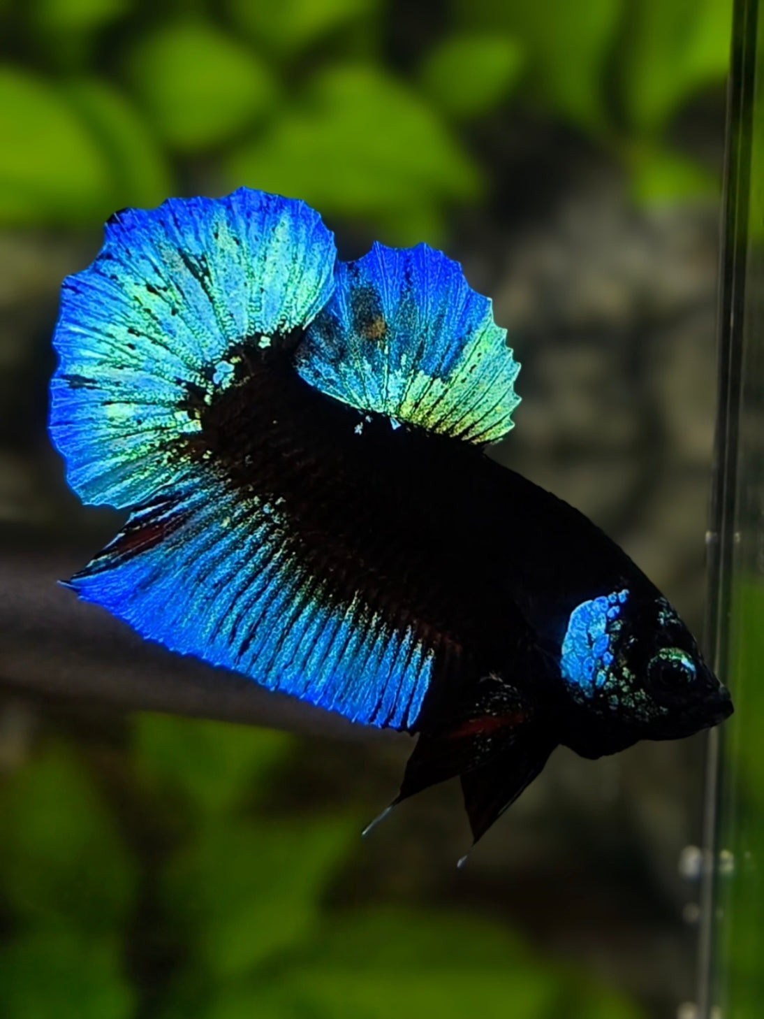 Turquoise Black Light HMPK Betta Fish Male