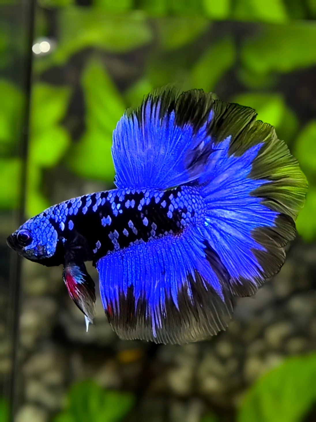 Avatar Blackstar Blue Rosetail Halfmoon Betta Fish Male