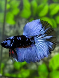 Avatar Blackstar Grey Halfmoon Betta Fish Male