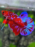 Red Purple Blue Galaxy Over HMPK Betta Fish Male