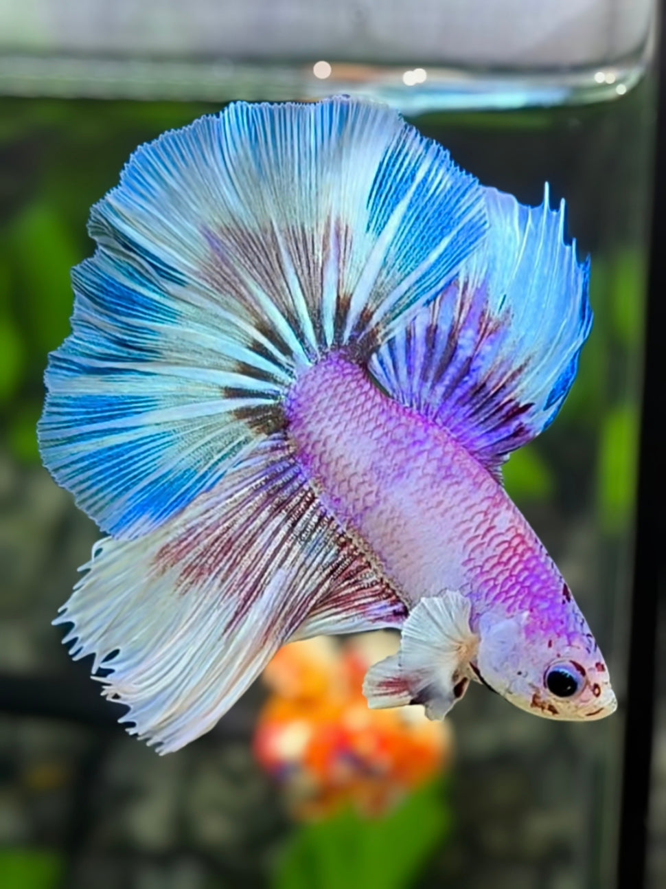 Purple Pink Skyblue Unicorn Halfmoon Betta Fish Male