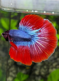 Red Mascot Butterfly Halfmoon Betta Fish Male