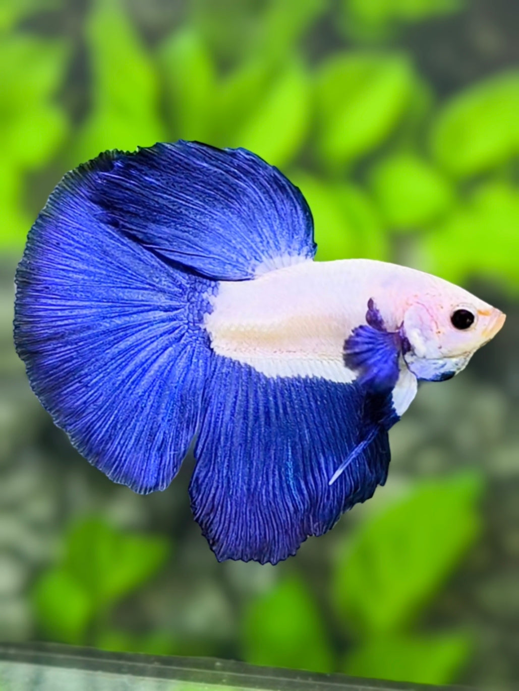 Blue Rim Bicolor Blue Ears Halfmoon Betta Fish Male